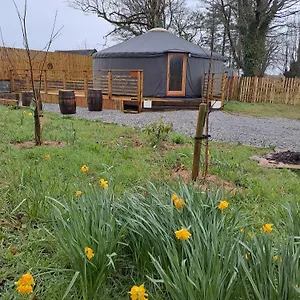 The Snowdrop Galway